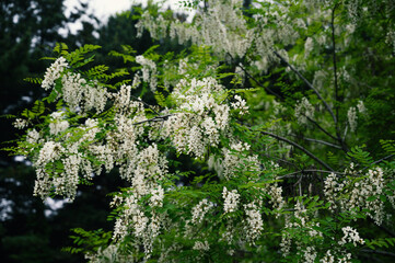 Blooming Robinia pseudoacacia. Selective focus.