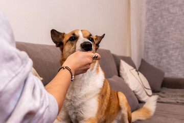 Woman feeding her smooth collie dog a treat on the sofa