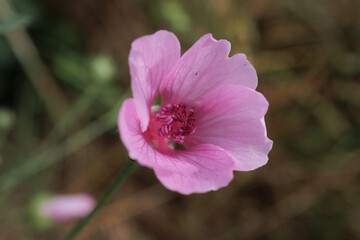 Althaea cannabina flower close up delicate petals