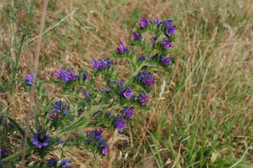 Echium vulgare Vipers Bugloss flower close up delicate