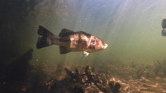 A largemouth bass (Micropterus salmoides) emerges from the shade and glides through shallow lake water, sun rays filtering down.