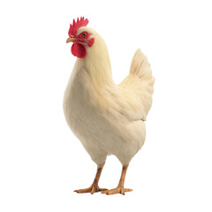 White chicken isolated on white or transparent background, generative AI animal