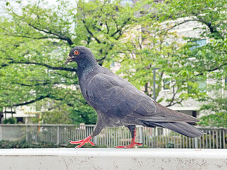 神田川4月：歩く鳩 2025/4/24