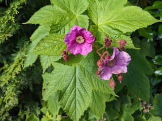 beautiful purple flower in the garden