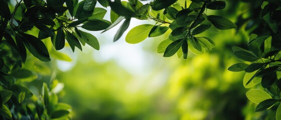 Obraz premium The vibrant leaves framing a tranquil natural background in soft sunlight.