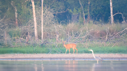 Roe deer doe walking on the edge of a pond and observing a Grey Heron in the water . Capreolus...