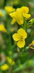 Obraz premium yellow flowers in the garden
