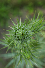 Ptilostemon plant, close up photo
