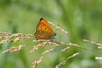 Czerwończyk nieparek siedzący na źdźble trawy na tle rozmytej zieleni w naturalnym środowisku