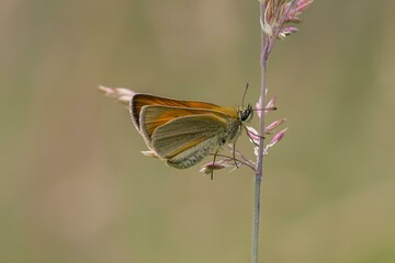 Motyl karłątek siedzący na kwitnącej trawie na tle naturalnego rozmytego otoczenia