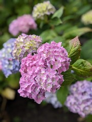 Beautiful hydrangea flowers in the spring garden