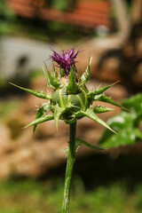 milk thistle, blessed milkthistle, Marian thistle, Mary thistle, Saint Mary's thistle, Mediterranean milk thistle, variegated thistle and Scotch thistle