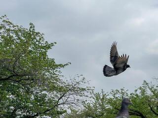 神田川4月：羽ばたく鳩 2025/4/24