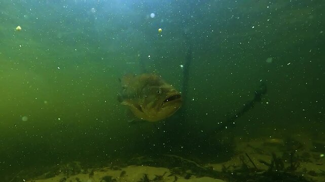 A largemouth bass (Micropterus salmoides) seen from below, close-up against a sandy bottom. Low-angle view emphasizes size and presence. Check my portfolio for more black bass footage.