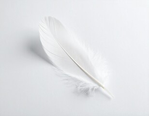 Obraz premium Feather on pale background with deep shadows 