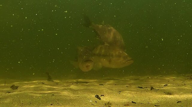 A pair of largemouth bass (Micropterus salmoides) lie motionless on sandy lakebed while two bream swim nearby. Check my portfolio for more black bass footage.