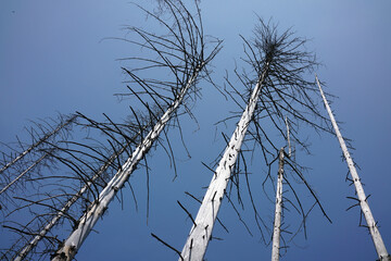 Baumschäden durch Klimawandel und Borkenkäfer - Nähe Fürwigge-Talsperre, Sauerland, NRW