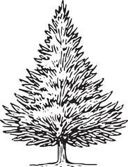 A detailed black-and-white illustration of a full pine tree with dense branches and textured trunk, perfect for nature, forest, or holiday-themed designs, prints, and seasonal artwork