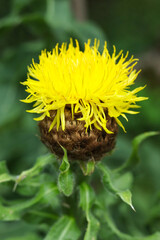 Closeup of yellow Centaurea macrocephala (Thistle) flower in bloom