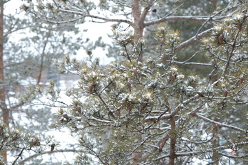 winter background. snow covered pine branches. white snow on green pine branches