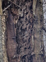 peeling tree bark nature background texture