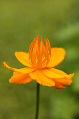 Close up of orange flower of Trollius chinensis Golden Queen in the garden. Selective focus.