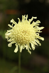 Cephalaria gigantea, the giant scabious or yellow scabious