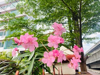 pink cherry blossom. Pink Nerium oleander flowers in full bloom with green foliage in urban garden.Blooming pink oleander (Nerium oleander) flowers in a city park with trees and building in background
