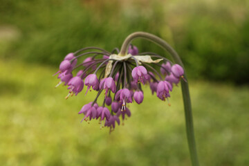 Allium cernuum, known as nodding onion or lady's leek