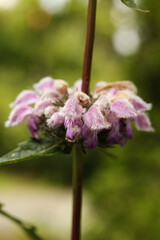 Close up of purple flower of Tuberous Jerusalem sage
