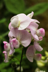 pink Broad-leaved sweet pea flowers in garden, closeup of photo