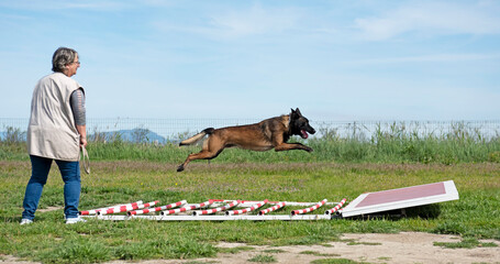 training of belgian shepherd