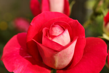 Beautiful red roses in the garden, close-up. Nature background