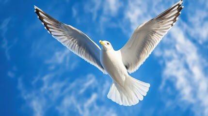 Obraz premium Seagull soaring against a blue sky with white clouds spreading its wings
