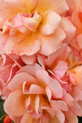 Beautiful pink roses in the garden, close up. Floral background