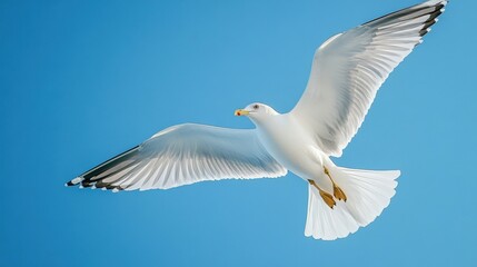 Fototapeta premium Seagull with outstretched wings soars through a cloudless bright blue sky