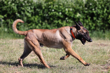 Belgian Shepherd Malinois runs in green grass in the public park.