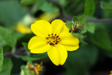 beautiful flower of Chrysogonum virginianum, the golden-knee, green and gold, or goldenstar in the garden.