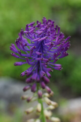 Close-up of a purple flower of Muscari comosum on a blurred background. Shallow depth of field