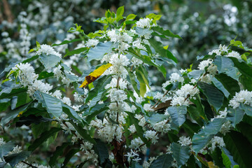 white coffee flowers blooming on the branches of the coffee tree in the mountain field,
