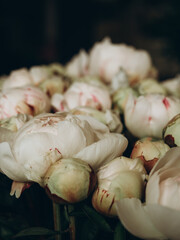 White peonies