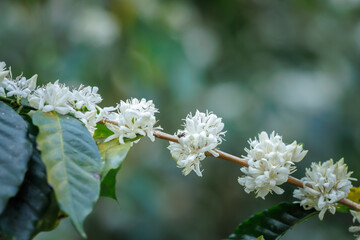 white coffee flowers blooming on the branches of the coffee tree in the mountain field,
