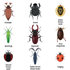 Insect icons set. Beetle bug icon entomological collection. Top view of beetles and bugs