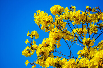 Beautiful yellow of Tabebuia aurea, among sky and soft for background, selective focus point. Tabebuia aurea tree at Park in on blue sky background Thailand.