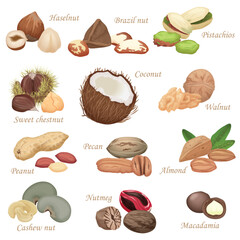 Various kinds of color flat realistic Nuts and seeds icon collection