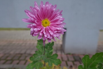 Chrysanthemum with one semi double pink flower in November