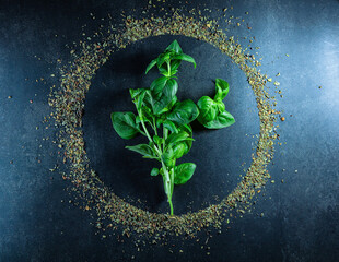 Basil fresh and in the form of a spice isolated on a dark background art