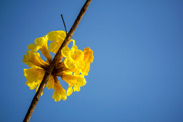 Beautiful yellow of Tabebuia aurea, among sky and soft for background, selective focus point. Tabebuia aurea tree at Park in on blue sky background Thailand.