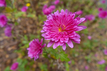 Obraz premium Close up of pink flower of Chrysanthemum in mid November