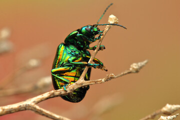 insect Chrysolina fastuosa from below